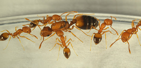 Var kommer myror ifrån i huset och bör de vara rädda