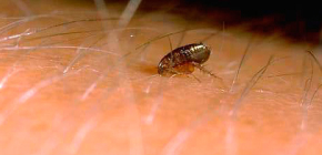 Về vết cắn của bọ chét trên người và mối nguy hiểm tiềm ẩn của chúng
