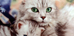 Přehled účinných prostředků proti blechám pro kočky a koťata