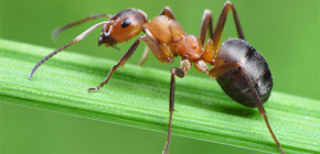 Érdekes tények a hangyák életéből