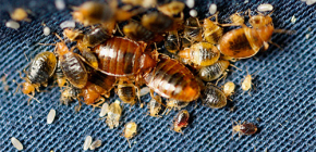 Bir dairenin yatak böceklerinden dezenfeksiyonu: prosedürün detayları