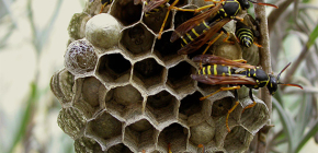 Jak se zbavit vos v domě a vyhubit je na jejich letní chatě
