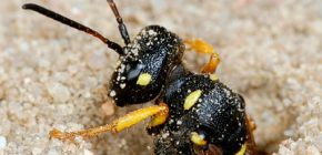 지구 말벌 : 생물학의 특징과이 곤충을 제거하는 방법