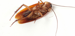 We ontdoen ons van de invasie van kakkerlakken thuis