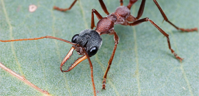 Σχετικά με τα μυρμήγκια μπουλντόγκ