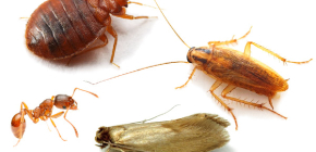 Hur man handskas med inhemska insekter i lägenheten