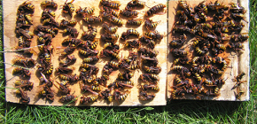 Làm thế nào để đối phó hiệu quả với ong bắp cày và đưa chúng ra ngoài nước hoặc trại nuôi dưỡng