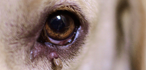 Các triệu chứng có thể xuất hiện ở chó sau khi bị ve cắn