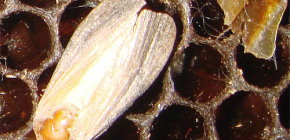 Estratto di larve di falena di cera