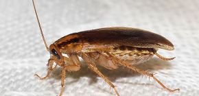 We ontdekken waar de kakkerlakken naartoe gingen en waarom ze verdwenen