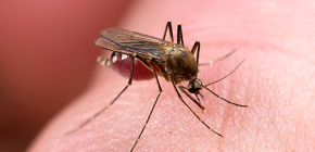 Thuốc chống côn trùng cắn: tổng quan về các lựa chọn hiệu quả