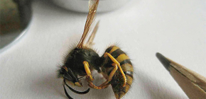 Ong bắp cày có đốt không và chúng có để lại vết thương sau khi bị cắn không?
