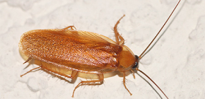 Wat zijn kakkerlakkenvallen en hoe effectief zijn ze?