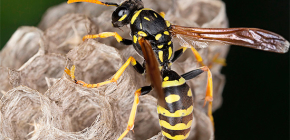 Cách đuổi ong bắp cày ra khỏi nhà cũng như trong ngôi nhà mùa hè một cách an toàn
