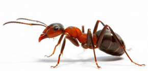 Waarom mieren kunnen dromen: laten we eens in het droomboek kijken