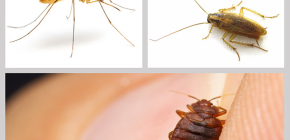 Racun serangga untuk serangga di dalam rumah: gambaran keseluruhan dadah