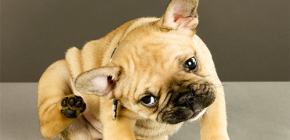Μια επισκόπηση των πιο αποτελεσματικών θεραπειών για ψύλλους για σκύλους και κουτάβια