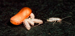 Hoeveel kakkerlakken kunnen uit één ei uitkomen (geboren worden)?