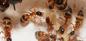 Combattiamo le formiche domestiche nell'appartamento