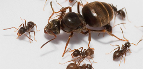 Regina furnicilor de casă