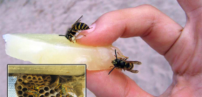 Rimedi efficaci per le vespe: una panoramica dei farmaci e delle sfumature del loro utilizzo