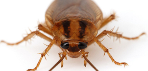 Foto's van verschillende kakkerlakken