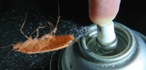 Dichloorvos en het gebruik ervan door kakkerlakken: beoordelingen en instructies