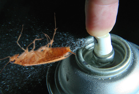 Dichloorvos en het gebruik ervan door kakkerlakken: beoordelingen en instructies