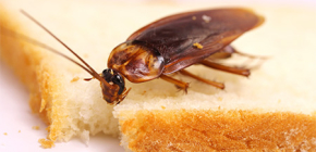 Hoe zich te ontdoen van kakkerlakken in een appartement?