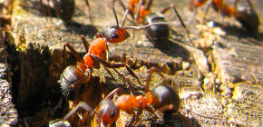 Hur förbereder sig myror för vintern?