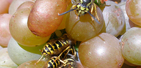 Hoe de druivenoogst te beschermen tegen wespen en te beschermen gedurende de hele rijpingsperiode?