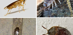 Các loại côn trùng có thể sống trong căn hộ và ảnh của chúng