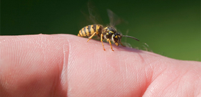 Nọc ong bắp cày: Nó có hữu ích cho cơ thể con người không và nó hoạt động như thế nào