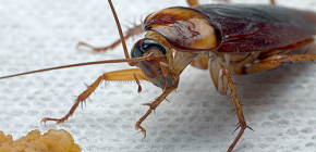 Hamamböceği ile mücadele için halk ilaçları