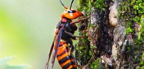 Những đặc điểm thú vị về cuộc sống của loài ong bắp cày khổng lồ Nhật Bản và sự nguy hiểm khi bị chúng cắn