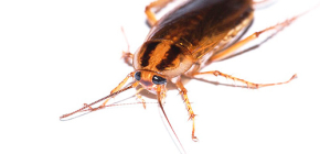 Effectieve remedie voor kakkerlakken Global (Globol)