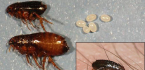 Giới thiệu về bọ chét hộ gia đình và các phương pháp loại bỏ chúng