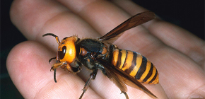 Giant Asian Hornet Vespa Mandarinia