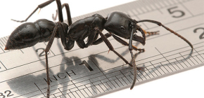 Πόσα πόδια έχουν τα μυρμήγκια;