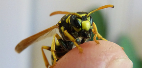 Hậu quả của những vết đốt của ong bắp cày: những cuộc tấn công nguy hiểm của những loài côn trùng này là gì?