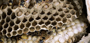 Về ong bắp cày hoang dã và ấu trùng của chúng