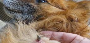 Kan en hund få fästingburen hjärninflammation?