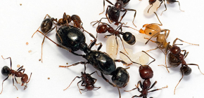 DEET assassino di formiche
