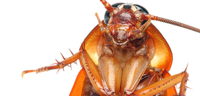 Foto's van verschillende soorten kakkerlakken
