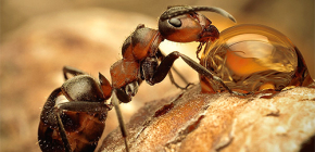 Foton av olika typer av myror och intressanta egenskaper i deras liv