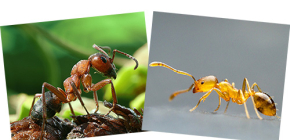 Về kiến ​​đỏ rừng và kiến ​​nhà, cũng như sự khác biệt của chúng