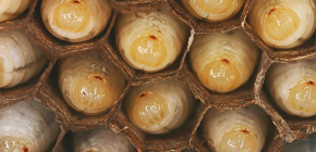 Details over wespenlarven en kenmerken van hun levenscyclus