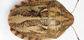 Rệp (Eurygaster integrationriceps)