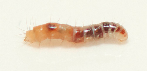 Apakah rupa larva kutu dan di mana hendak mencarinya di dalam rumah