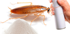 Att välja ett botemedel mot kackerlackor i lägenheten